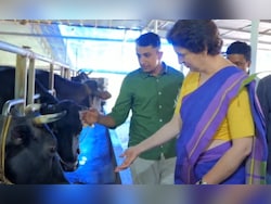 Video: Priyanka Gandhi Meets Cow Named &#039;Alia Bhatt&#039; In Kerala, Calls It Cutie Pie