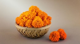 Dussehra 2025: दसरा-दिवाळीत 'झेंडू'चाच बोलबाला का? 'या' फुलाचे आरोग्यदायी आणि आध्यात्मिक महत्त्व जाणून घ्या