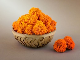 Dussehra 2025: दसरा-दिवाळीत 'झेंडू'चाच बोलबाला का? 'या' फुलाचे आरोग्यदायी आणि आध्यात्मिक महत्त्व जाणून घ्या Dussehra 2025: दसरा-दिवाळीत 'झेंडू'चाच बोलबाला का? 'या' फुलाचे आरोग्यदायी आणि आध्यात्मिक महत्त्व जाणून घ्या