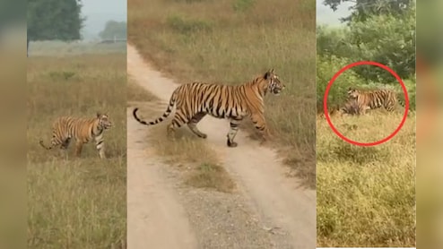 अद्भुद नजारा! बाघिन ने पलक झपकते ही किया चीतल का शिकार, शावकों को सिखाए गुर
