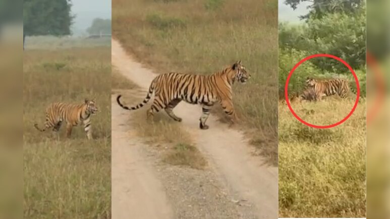 अद्भुद नजारा! बाघिन ने पलक झपकते ही किया चीतल का शिकार, शावकों को सिखाए गुर