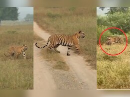 अद्भुद नजारा! बाघिन ने पलक झपकते ही किया चीतल का शिकार, शावकों को सिखाए गुर अद्भुद नजारा! बाघिन ने पलक झपकते ही किया चीतल का शिकार, शावकों को सिखाए गुर