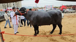 पुष्कर मेले में छाया मुर्रा भैंसा 'बलवीर', करोड़ों में कीमत और हर महीने कमाता है हजारों रुपये&nbsp;
