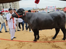 पुष्कर मेले में छाया मुर्रा भैंसा 'बलवीर', करोड़ों में कीमत और हर महीने कमाता है हजारों रुपये  पुष्कर मेले में छाया मुर्रा भैंसा 'बलवीर', करोड़ों में कीमत और हर महीने कमाता है हजारों रुपये