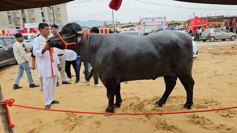 पुष्कर मेले में छाया मुर्रा भैंसा 'बलवीर', करोड़ों में कीमत और हर महीने कमाता है हजारों रुपये  पुष्कर मेले में छाया मुर्रा भैंसा 'बलवीर', करोड़ों में कीमत और हर महीने कमाता है हजारों रुपये