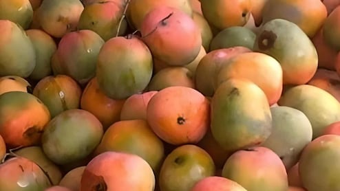 Optical illusion Test : तुम्हाला या फोटोत आंबे दिसतात? पण कुठंतरी एक पोपटही लपलाय, दिसला नसेल तर क्लिक करून बघा