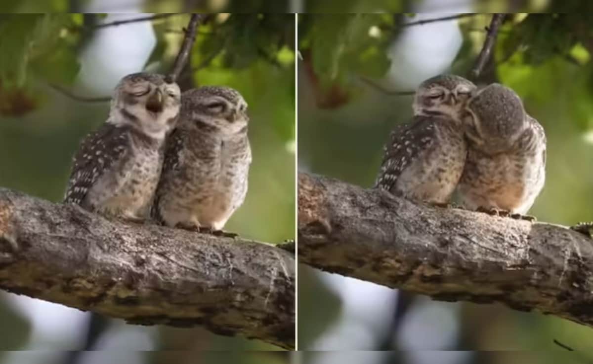 Latest and Breaking News on NDTV Latest and Breaking News on NDTV