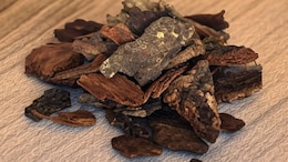Arjun Chaal Can Boost Heart Health: Nutritionist Lists All Health Benefits