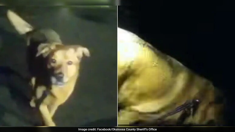 Loyal Dog Leads Police To Injured 86-Year-Old Woman In Florida: "Sometimes Heroes Come With Four Legs" Loyal Dog Leads Police To Injured 86-Year-Old Woman In Florida: "Sometimes Heroes Come With Four Legs"
