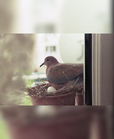 Do Birds Count Eggs In Their Nests