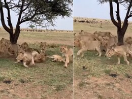 पेड़ के नीचे आराम फरमा रहा था शेरनियों का झुंड, हाथी राजा ने स्वैग में ली एंट्री, आगे जो हुआ, नजारा चौंका देगा पेड़ के नीचे आराम फरमा रहा था शेरनियों का झुंड, हाथी राजा ने स्वैग में ली एंट्री, आगे जो हुआ, नजारा चौंका देगा