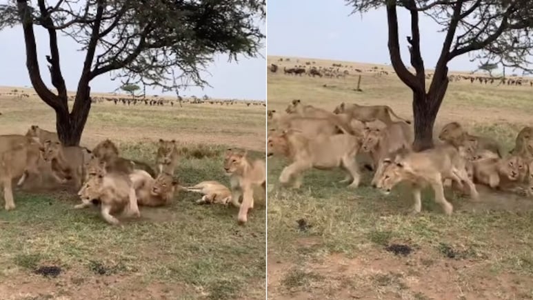 पेड़ के नीचे आराम फरमा रहा था शेरनियों का झुंड, हाथी राजा ने स्वैग में ली एंट्री, आगे जो हुआ, नजारा चौंका देगा पेड़ के नीचे आराम फरमा रहा था शेरनियों का झुंड, हाथी राजा ने स्वैग में ली एंट्री, आगे जो हुआ, नजारा चौंका देगा