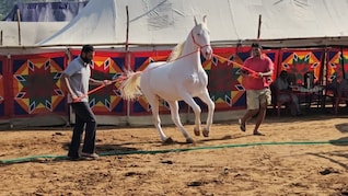 पुष्कर पशु मेले पर सरकार का नया नियम, घोड़ों की खरीद-फरोख्त पर अब देना होगा टैक्स