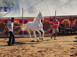 Rajasthan: 51 लाख रुपए की 'शहजादी', पुष्कर मेले में नुकरी नस्ल की घोड़ी ने हर किसी को चौंकाया Rajasthan: 51 लाख रुपए की 'शहजादी', पुष्कर मेले में नुकरी नस्ल की घोड़ी ने हर किसी को चौंकाया