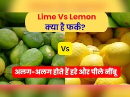 दो अलग फल हैं हरा और पीला नींबू, क्या आपको पता है इनके बीच का फर्क? 99% लोग दोनों को मानते हैं एक दो अलग फल हैं हरा और पीला नींबू, क्या आपको पता है इनके बीच का फर्क? 99% लोग दोनों को मानते हैं एक