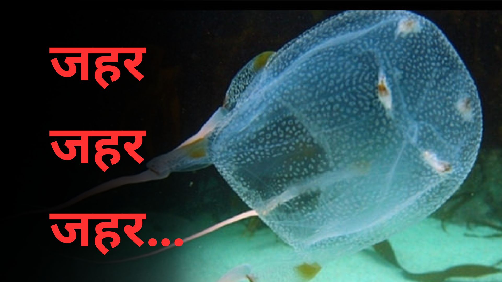 एक डंक और 90 सेकेंड में काम तमाम… यह है पानी में मिलने वाला दुनिया का सबसे खतरनाक जीव