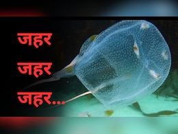 एक डंक और 90 सेकेंड में काम तमाम… यह है पानी में मिलने वाला दुनिया का सबसे खतरनाक जीव एक डंक और 90 सेकेंड में काम तमाम… यह है पानी में मिलने वाला दुनिया का सबसे खतरनाक जीव
