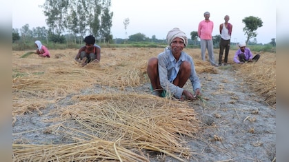 Chhattisgarh Rajyotsava 2025: छत्तीसगढ़ नहीं उगाता सबसे ज्यादा चावल, फिर भी क्यों कहलाता ‘धान का कटोरा'?