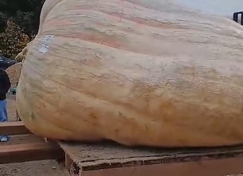 Largest And Heaviest Pumpkin Weighing 1,278 Kg Makes It To Guinness World Records