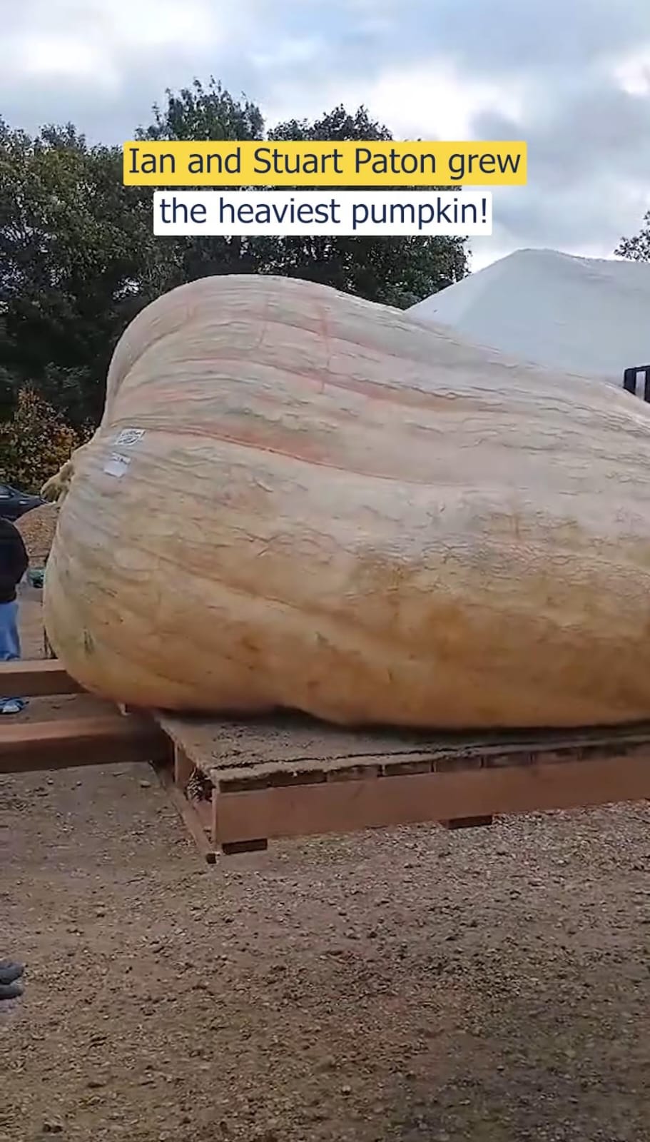 Largest Pumpkin Weighing 1,278 Kg Makes It To Guinness World Records