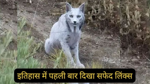 रंग सफेद, भूरी आंखे और...पहली बार कैमरे में कैद हुआ ये सफेद जानवर कौन है?