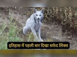 रंग सफेद, भूरी आंखे और...पहली बार कैमरे में कैद हुआ ये सफेद जानवर कौन है? रंग सफेद, भूरी आंखे और...पहली बार कैमरे में कैद हुआ ये सफेद जानवर कौन है?