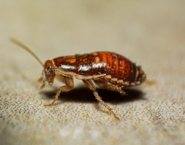'Name Cockroach After Ex': Poland Zoo Offers Unique Valentine's Day Revenge