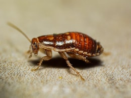 Woman Accidentally Kills Neighbour While Trying To Burn Cockroach In South Korea Apartment Woman Accidentally Kills Neighbour While Trying To Burn Cockroach In South Korea Apartment
