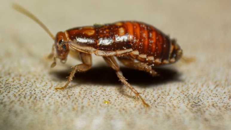 Woman Accidentally Kills Neighbour While Trying To Burn Cockroach In South Korea Apartment Woman Accidentally Kills Neighbour While Trying To Burn Cockroach In South Korea Apartment