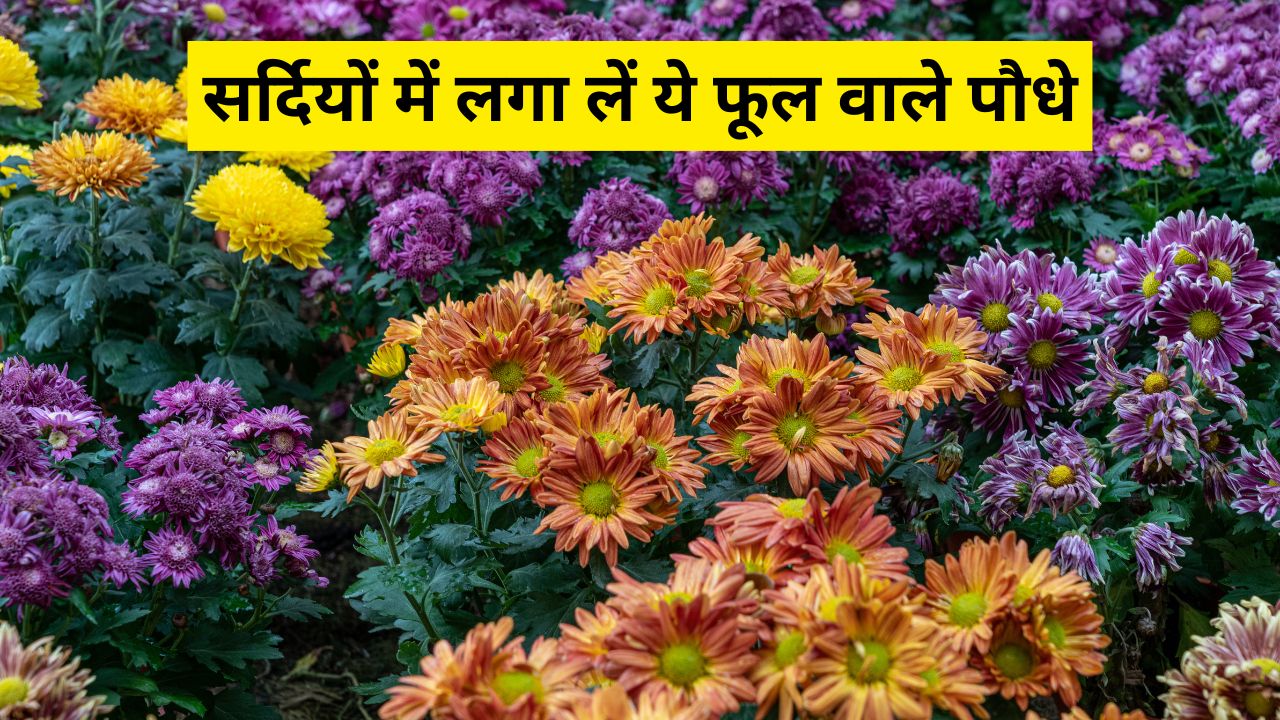 सर्दियां आने से पहले गार्डन में लगा दें इन 5 पौधों के बीज, पूरे सीजन फूलों से गुलजार रहेगा आपका बगीचा