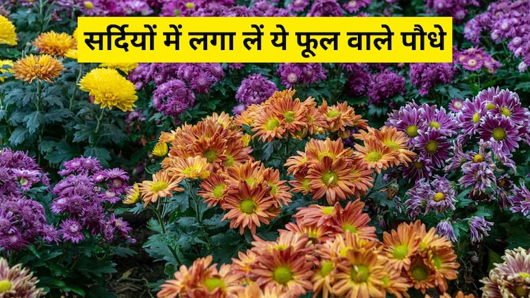 सर्दियां आने से पहले गार्डन में लगा दें इन 5 पौधों के बीज, पूरे सीजन फूलों से गुलजार रहेगा आपका बगीचा