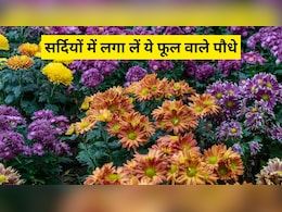 सर्दियां आने से पहले गार्डन में लगा दें इन 5 पौधों के बीज, पूरे सीजन फूलों से गुलजार रहेगा आपका बगीचा सर्दियां आने से पहले गार्डन में लगा दें इन 5 पौधों के बीज, पूरे सीजन फूलों से गुलजार रहेगा आपका बगीचा