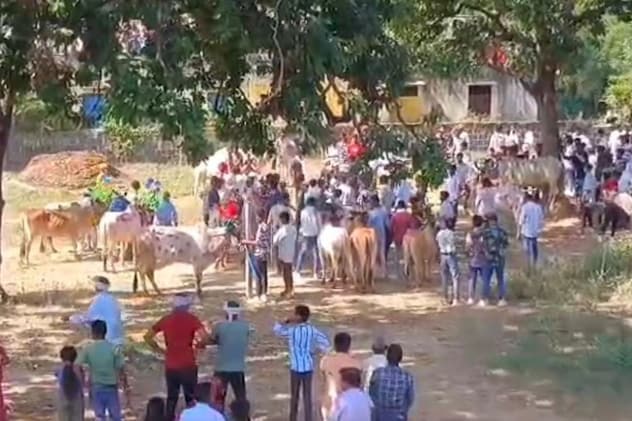 गायों की दौड़ गायों की दौड़