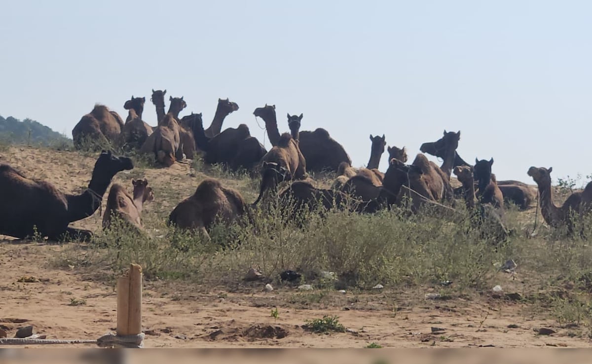 Latest and Breaking News on NDTV