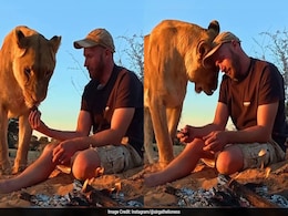 'She Doesn't Mind Me': Man Takes Bite From Lioness' Recent Hunt, Video Viral 'She Doesn't Mind Me': Man Takes Bite From Lioness' Recent Hunt, Video Viral