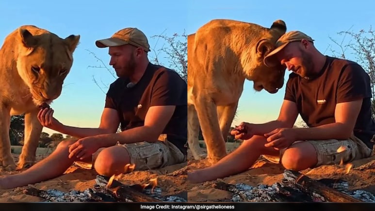 'She Doesn't Mind Me': Man Takes Bite From Lioness' Recent Hunt, Video Viral 'She Doesn't Mind Me': Man Takes Bite From Lioness' Recent Hunt, Video Viral