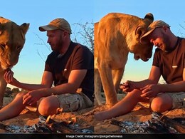 शेरनी के शिकार से ही शख्स ने निकाला मांस, आग पर पकाकर, फिर जो किया, देखकर लोग बोले- ये है असली बॉन्डिंग! शेरनी के शिकार से ही शख्स ने निकाला मांस, आग पर पकाकर, फिर जो किया, देखकर लोग बोले- ये है असली बॉन्डिंग!