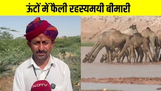 खाना-पीना बंद, शरीर सिकुड़ता है और... रहस्यमयी बीमारी से थार में 30 ऊंटों की मौत, मचा हड़कंप