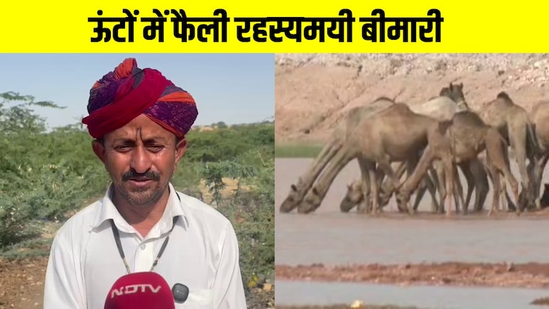 खाना-पीना बंद, शरीर सिकुड़ता है और... रहस्यमयी बीमारी से थार में 30 ऊंटों की मौत, मचा हड़कंप
