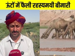 खाना-पीना बंद, शरीर सिकुड़ता है और... रहस्यमयी बीमारी से थार में 30 ऊंटों की मौत, मचा हड़कंप खाना-पीना बंद, शरीर सिकुड़ता है और... रहस्यमयी बीमारी से थार में 30 ऊंटों की मौत, मचा हड़कंप