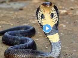Video: 15 फुटांचा किंग कोब्रा गंगा नदीच्या किनारी आला अन् फणा काढला, आंघोळीला गेलेले लोक सैरावैरा पळाले अन्... Video: 15 फुटांचा किंग कोब्रा गंगा नदीच्या किनारी आला अन् फणा काढला, आंघोळीला गेलेले लोक सैरावैरा पळाले अन्...