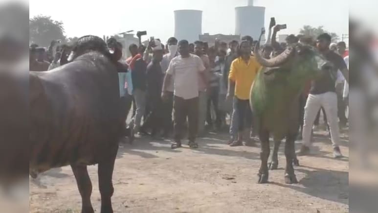 लक्ष्मी पूजा के बाद चंद्रपुर में भैंसों की पारंपरिक कुश्ती, मैदान में भिड़ते हैं सजे-धजे भैंसे लक्ष्मी पूजा के बाद चंद्रपुर में भैंसों की पारंपरिक कुश्ती, मैदान में भिड़ते हैं सजे-धजे भैंसे