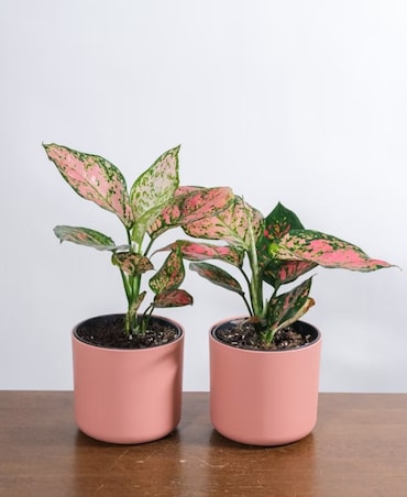 Gifts To Make Diwali Eco-Friendly