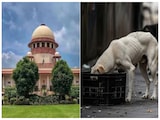 सभी राज्यों के मुख्य सचिव 3 नवंबर को पेश हों वरना... आवारा कुत्तों पर क्यों भड़का सुप्रीम कोर्ट सभी राज्यों के मुख्य सचिव 3 नवंबर को पेश हों वरना... आवारा कुत्तों पर क्यों भड़का सुप्रीम कोर्ट