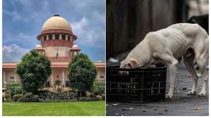 सभी राज्यों के मुख्य सचिव 3 नवंबर को पेश हों वरना... आवारा कुत्तों पर क्यों भड़का सुप्रीम कोर्ट