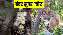 बंदर का 'खतरनाक प्लान', नोटों की गड्डी पर थी नजर, पलभर में कर दिया खेल, देखें VIDEO