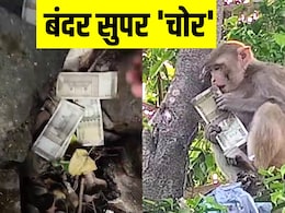 बंदर का 'खतरनाक प्लान', नोटों की गड्डी पर थी नजर, पलभर में कर दिया खेल, देखें VIDEO बंदर का 'खतरनाक प्लान', नोटों की गड्डी पर थी नजर, पलभर में कर दिया खेल, देखें VIDEO