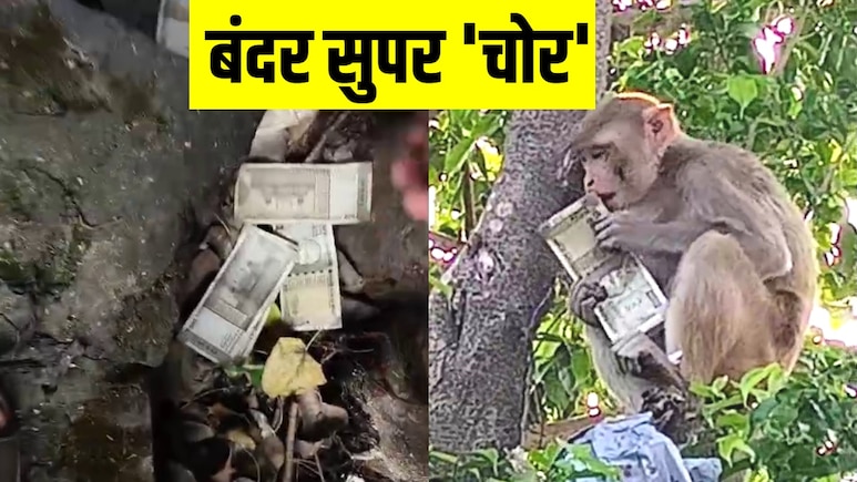 बंदर का 'खतरनाक प्लान', नोटों की गड्डी पर थी नजर, पलभर में कर दिया खेल, देखें VIDEO बंदर का 'खतरनाक प्लान', नोटों की गड्डी पर थी नजर, पलभर में कर दिया खेल, देखें VIDEO