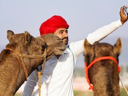 पुष्कर मेले में करोड़ों के घोड़े-भैंसे, फिर इतने सस्ते क्यों बिक रहे ऊंट? पुष्कर मेले में करोड़ों के घोड़े-भैंसे, फिर इतने सस्ते क्यों बिक रहे ऊंट?
