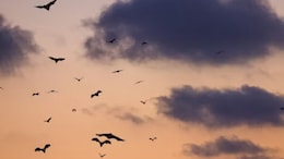 Scientists Develop Bat-Inspired Drones To Improve Nighttime Search, Rescue